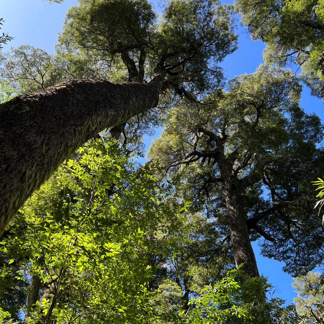 Bosque en Puesco
