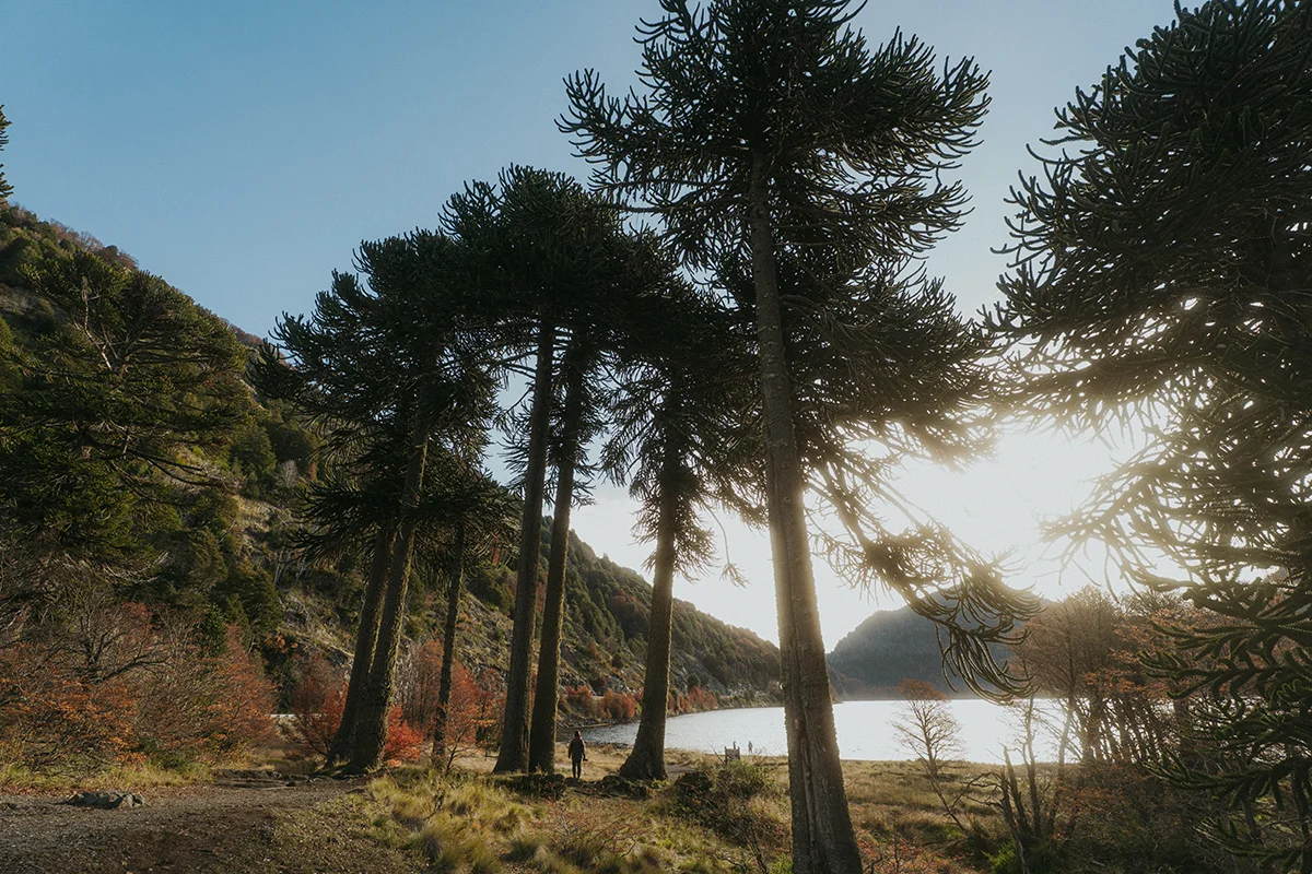Paisaje de araucarias y laguna en el entorno de VT Coffee